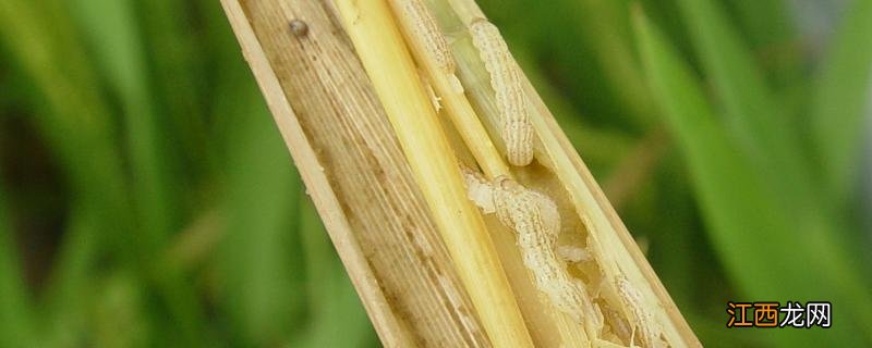 打水稻钻心虫下了雨有效果吗 打水稻钻心虫最佳时候，附危害症状