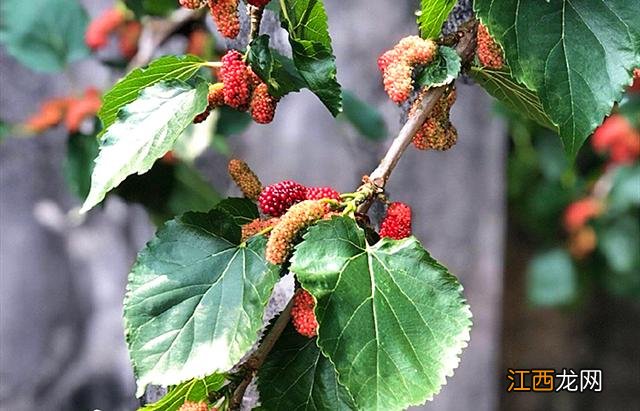 桑葚泡酒多长时间过期 桑椹泡酒
