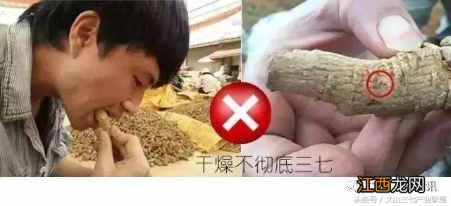 三七怎么鉴别好坏 三七怎么辨别好坏