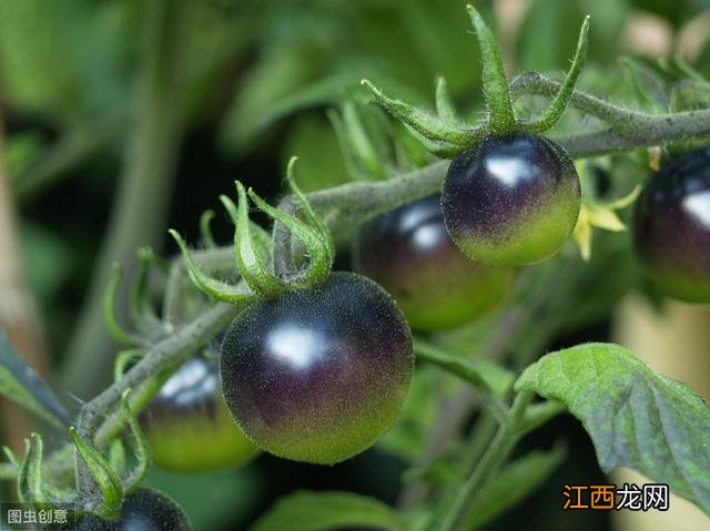 补充花青素的食物 花青素的食物