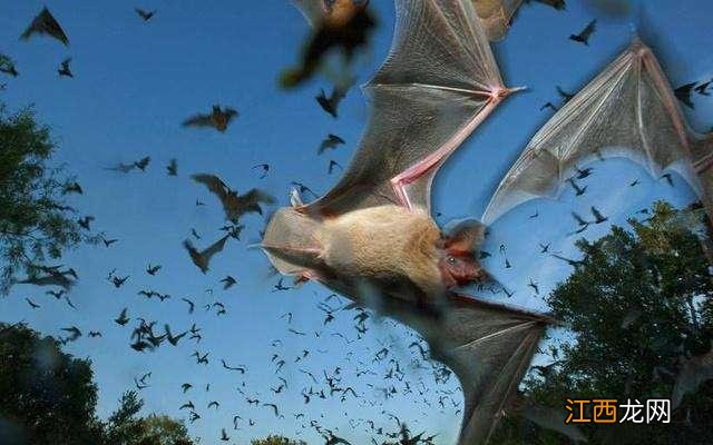 蝙蝠和老鼠的关系百度百科 蝙蝠和老鼠的关系