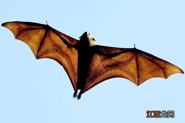 蝙蝠和老鼠的关系百度百科 蝙蝠和老鼠的关系