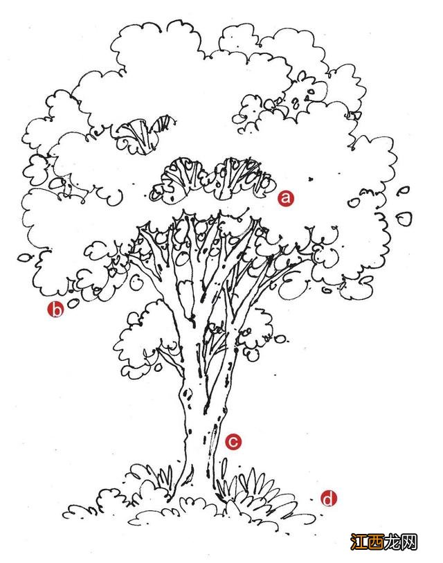 树干简笔画彩色 树干简笔画