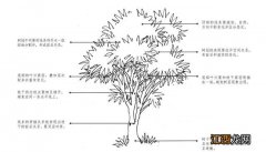 树干简笔画彩色 树干简笔画