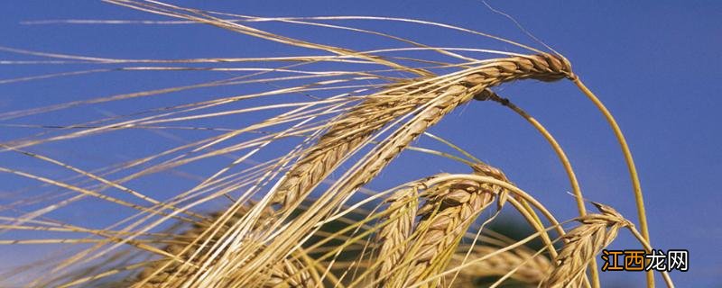 小麦灌浆期需要浇水吗,吸收的水份主要用于什么