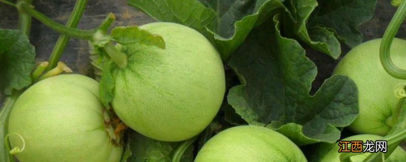 甜瓜怎样快速增甜，增瓜灵什么时候喷合适