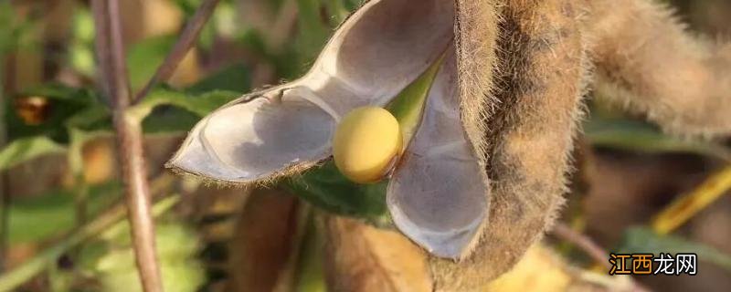 黄豆种植的最佳时间,需要的条件 黄豆的种植时间，附种植方法