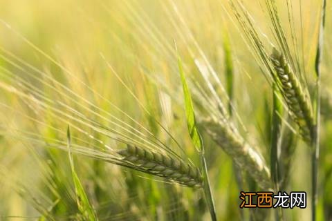 安麦1132品种介绍 安农1124小麦品种