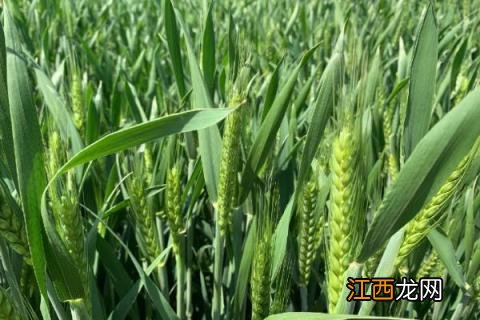 菏麦21品种介绍 荷麦21品种介绍