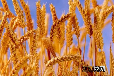 菏麦21品种介绍 荷麦21品种介绍