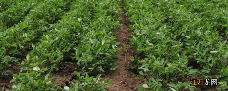 花生营养药和除草剂能一起打吗,打后下雨需要重新打吗