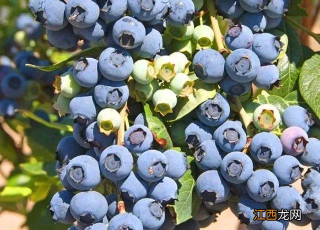 蓝莓的季节读后感 蓝莓的季节