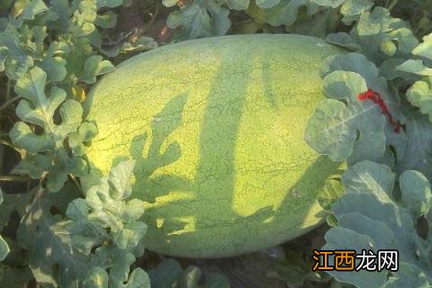 糖度最高的西瓜品种 甜度高的西瓜是哪个品种