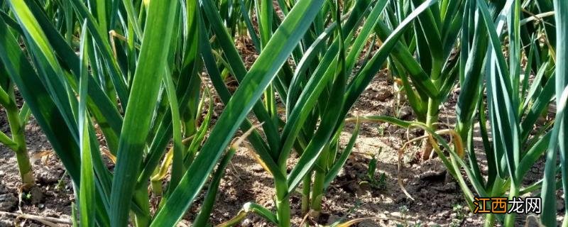 种过大蒜的地不能种什么,能连作多久