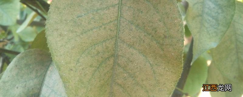 梨树黑叶病用什么农药,附症状 梨树黑叶怎么治