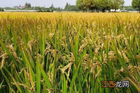 水稻害虫的综合防治措施 水稻害虫综合防治技术