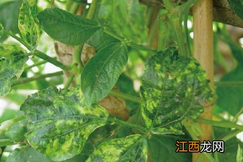 豆角主要病害及图片 豆角病害图谱及防治及症状