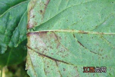 豆角主要病害及图片 豆角病害图谱及防治及症状