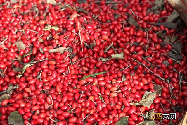 山萸肉的功效与作用及禁忌用量 山萸肉的功效与作用及禁忌