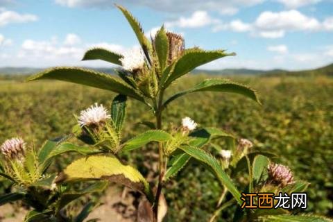 苍术种植技术与栽培管理 苍术种植技术与栽培管理书