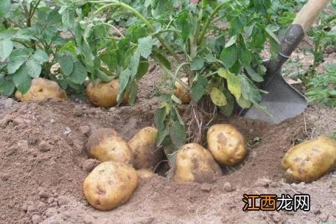 土豆的病害和用药 土豆的常见病用药方法