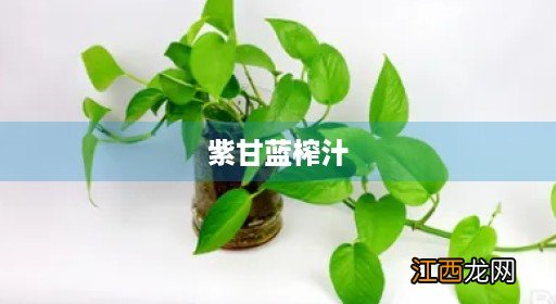 紫甘蓝榨汁喝会中毒 紫甘蓝榨汁