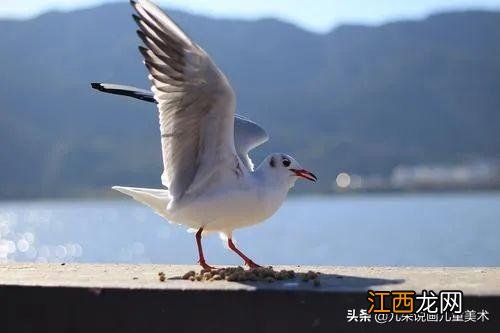 海鸥的简笔画怎么写 海鸥的简笔画