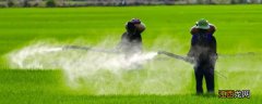 打了除草剂下雨了还有效吗，打了除草剂草多久会变黄