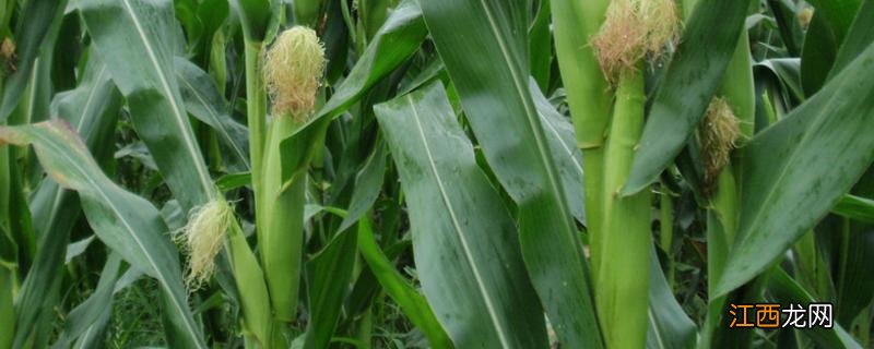 龙耘235玉米种介绍 龙耘235玉米品种审定公告