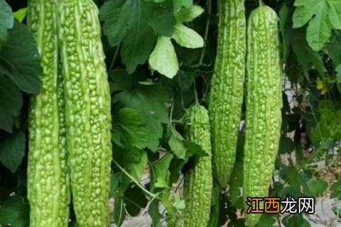 芒种前后吃什么蔬菜 芒种前后适合种什么瓜果蔬菜