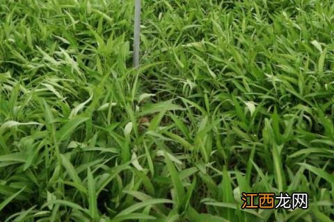 芒种适合种植什么蔬菜 芒种前后适合种什么瓜果蔬菜