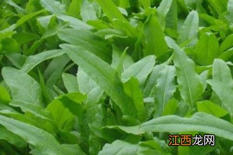 芒种适合种植什么蔬菜 芒种前后适合种什么瓜果蔬菜