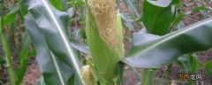 2甲4氯钠打后几天能种玉米，打了后对玉米有什么影响