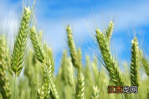 阳光818小麦品种介绍 小麦种阳光818怎么样