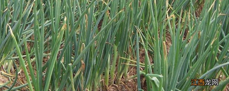 山东大葱几月份种 山东大葱种植时间和方法