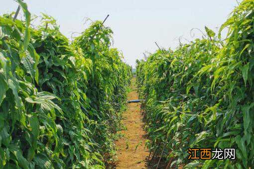 中药材百部种植前景怎么样 中药材百部种植技术