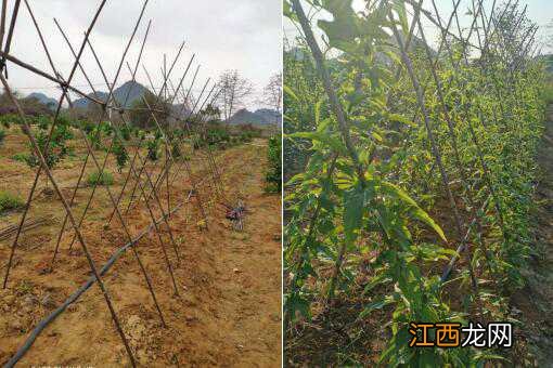 中药材百部种植前景怎么样 中药材百部种植技术