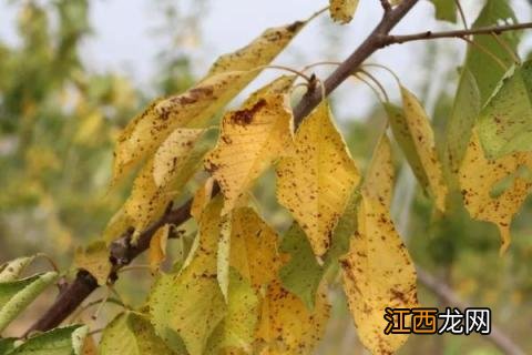 樱桃常见病虫害图片介绍 樱桃病虫害图片与防治方法