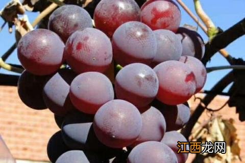葡萄新品种有哪些 萄葡有什么新品种