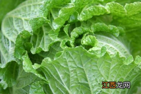 六月份适应种什么蔬菜 六月份适合种植的蔬菜和农作物