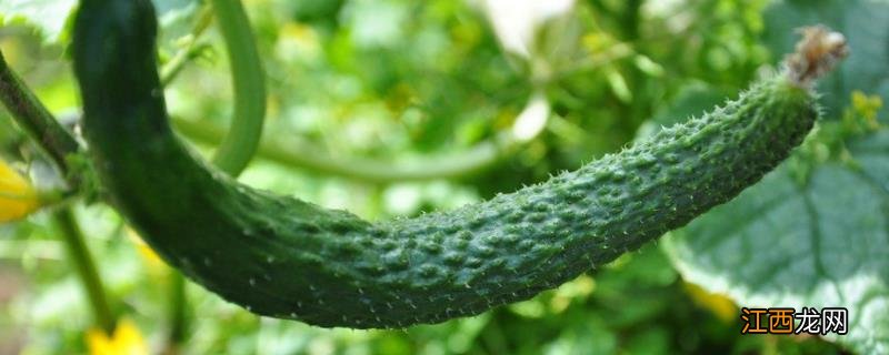 六月份适应种什么蔬菜 六月份适合种植的蔬菜和农作物