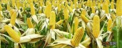 秋玉米最佳种植时间具体，生长期为多少天