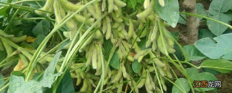 黄豆株距多远一棵,附黄豆的种植方法