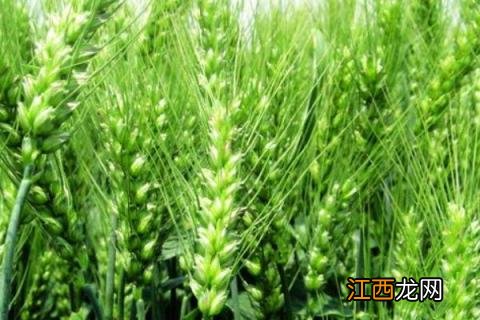 菏麦26小麦品种介绍 菏麦25小麦品种介绍