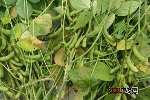 毛豆种植技术和管理方法 毛豆种植时间及技术要点