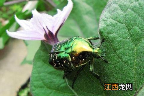 葡萄虫害防治识别图谱 葡萄虫害图片及名称,附防治方法