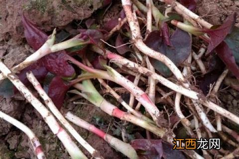 折耳根大棚种植技术 折耳根种植基地