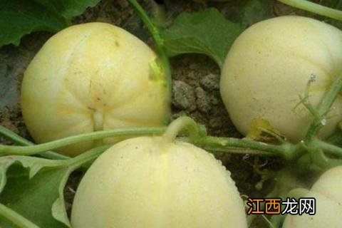 春季露地甜瓜种植时间和技术 早春露地甜瓜种植技术