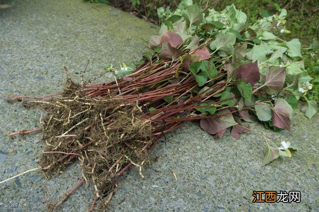 鱼腥草根和叶子功效一样吗 鱼腥草根