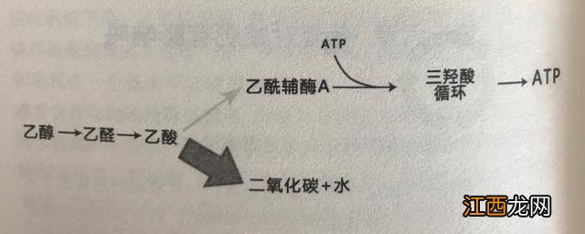 晚上喝酒能减肥吗 喝酒能减肥吗